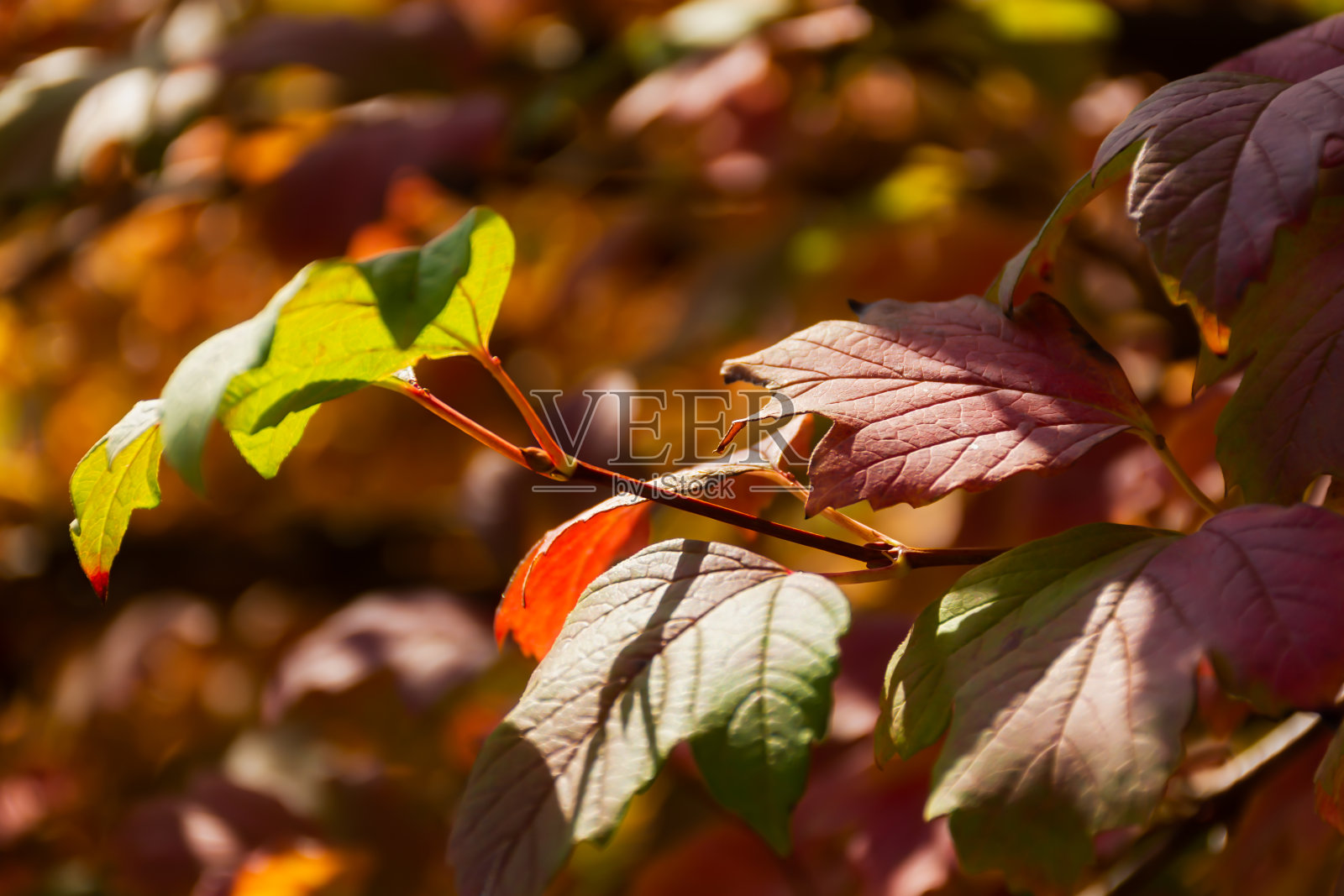 秋天的红叶在柔和的焦点上模糊的背景。五颜六色的棕色叶子的完整框架。照片摄影图片