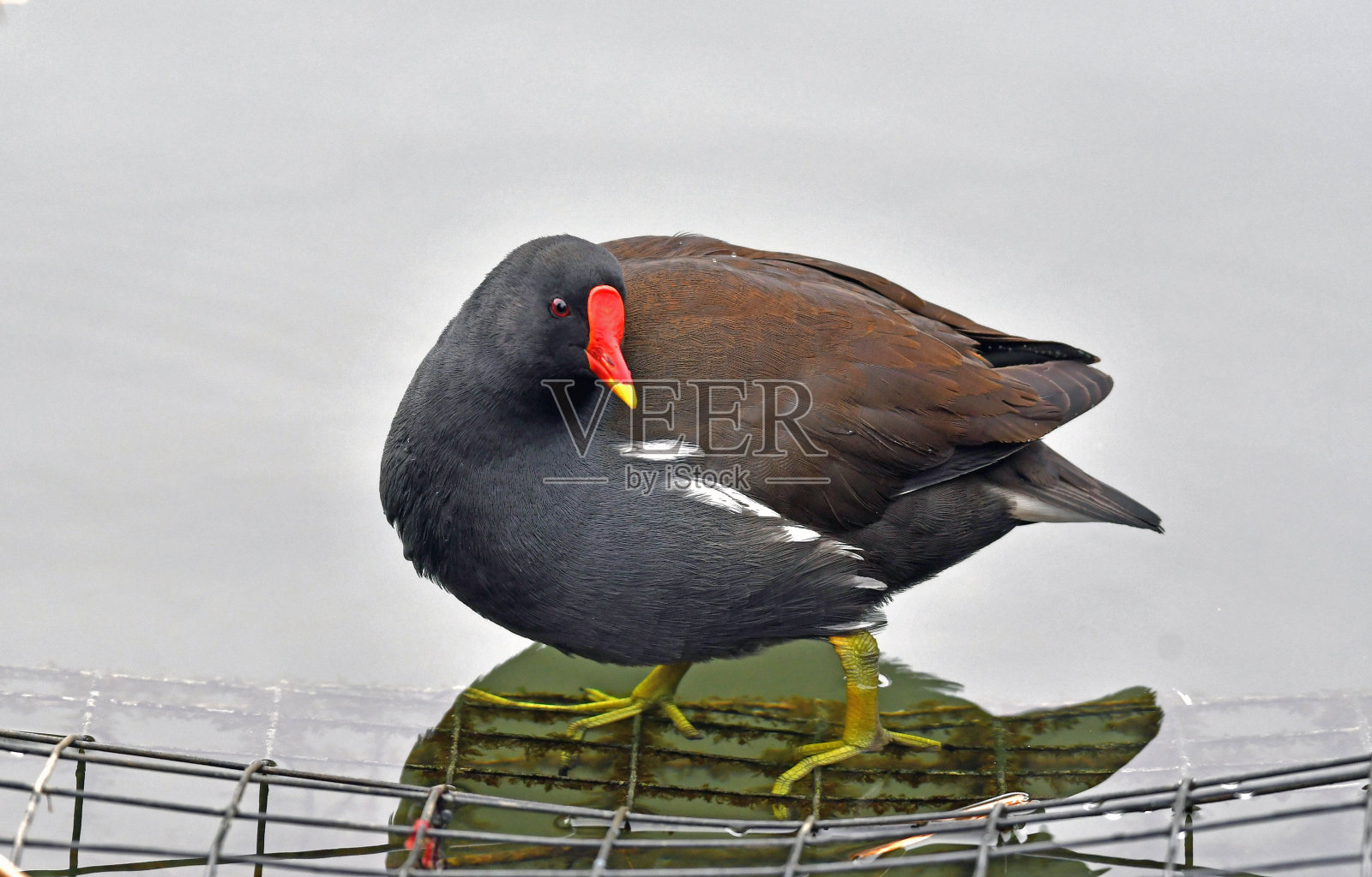 莫恩站在水下的铁丝笼上。本空间照片摄影图片