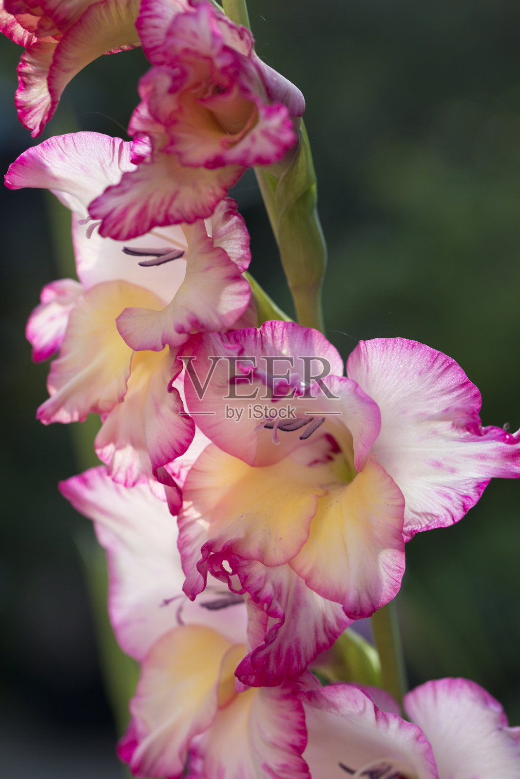 粉红色的剑兰在花园里盛开照片摄影图片