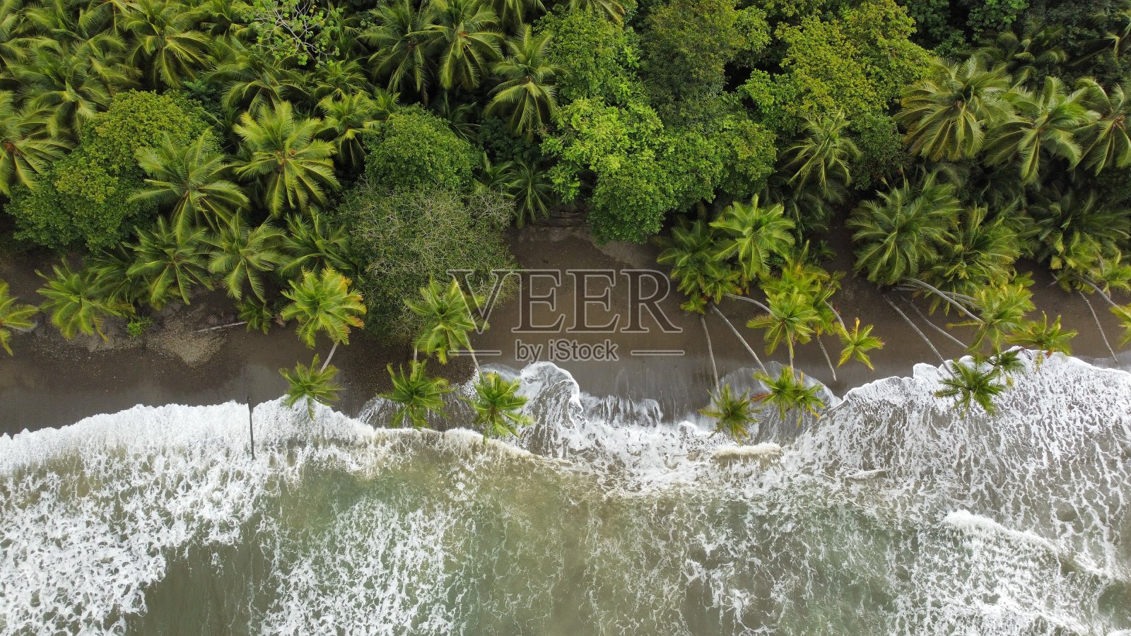 绿色的棕榈树照片摄影图片