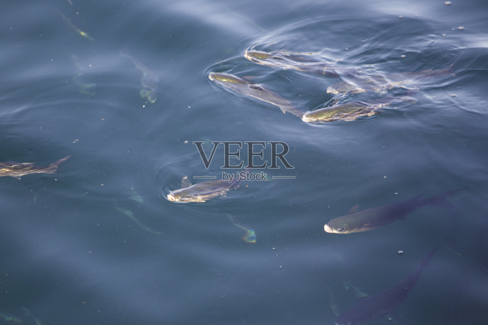 一群鲻鱼在港口附近吃东西照片摄影图片