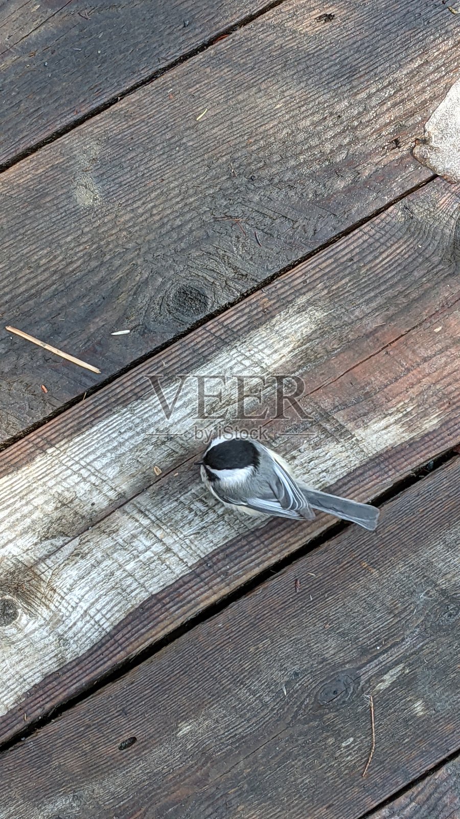 伯班克池塘行人天桥上的雀鸟(图一)照片摄影图片