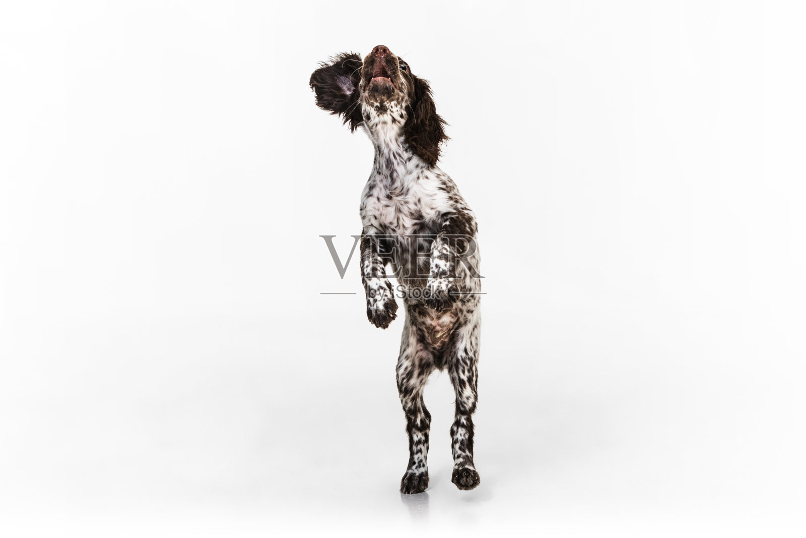 西班牙猎犬在运动。欢快地玩耍和跳跃的狗在白色的工作室背景照片摄影图片