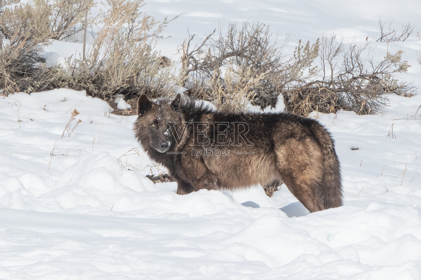 在黄石国家公园,深色的马鹿狼在雪地上的圆木上群居照片摄影图片
