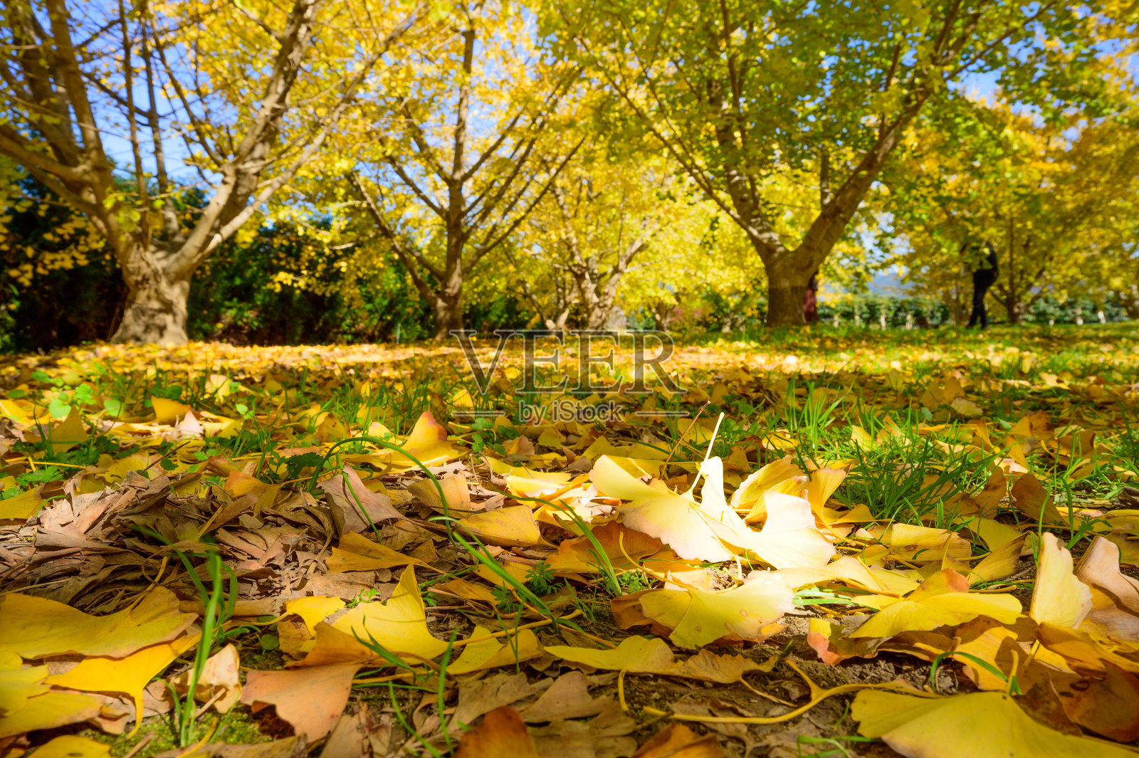 金色的银杏地毯照片摄影图片