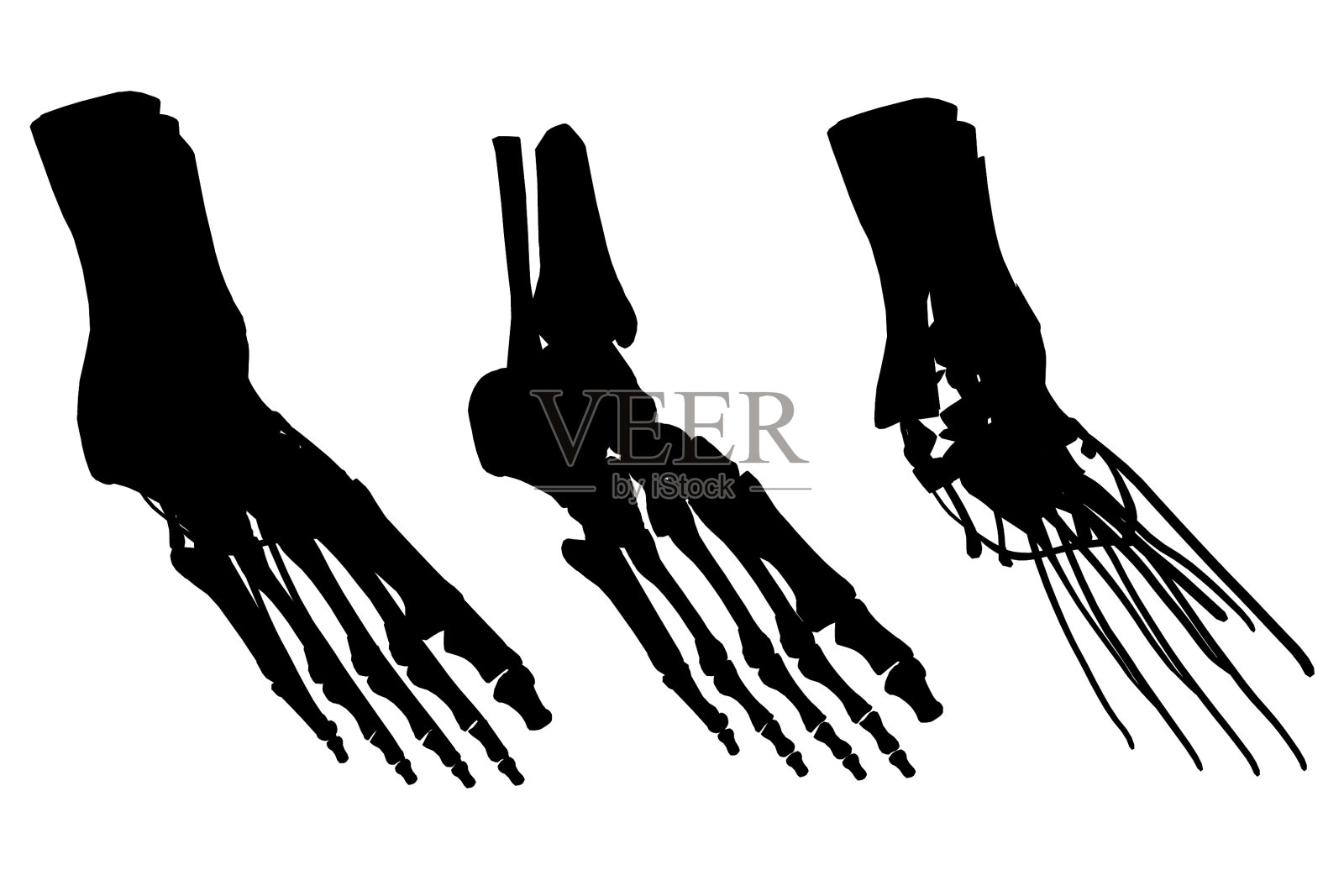 设定轮廓人腿骨骼与肌肉设计元素图片