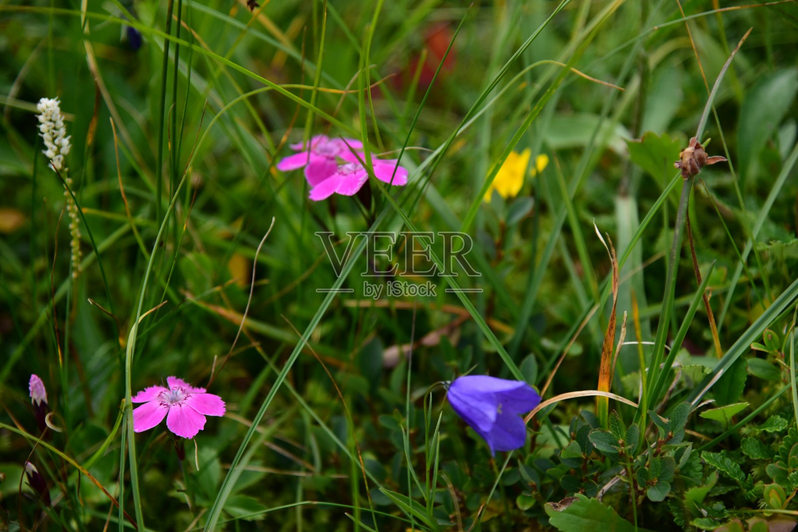 苏格兰的处女照片摄影图片