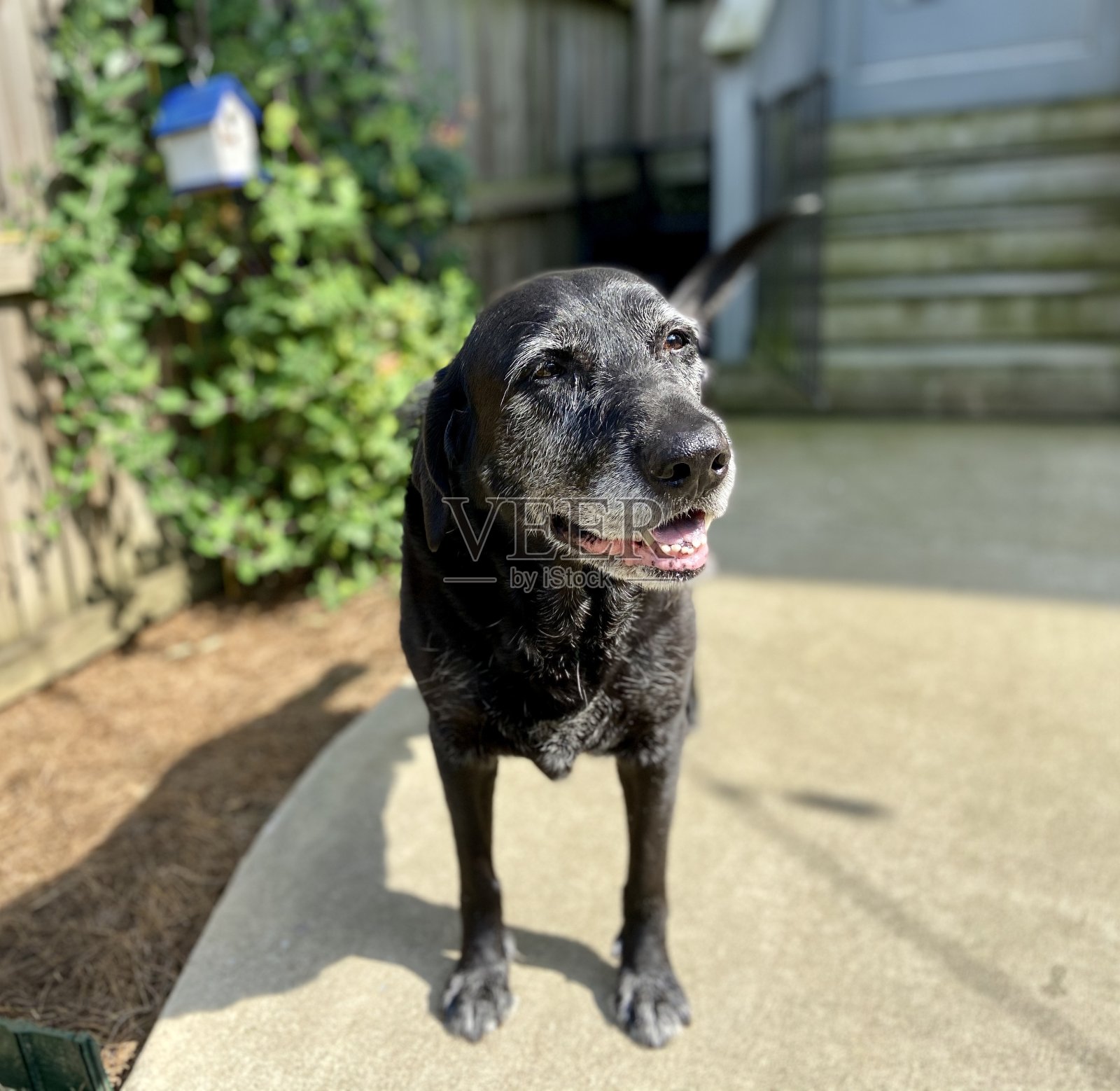 快乐的狗照片摄影图片