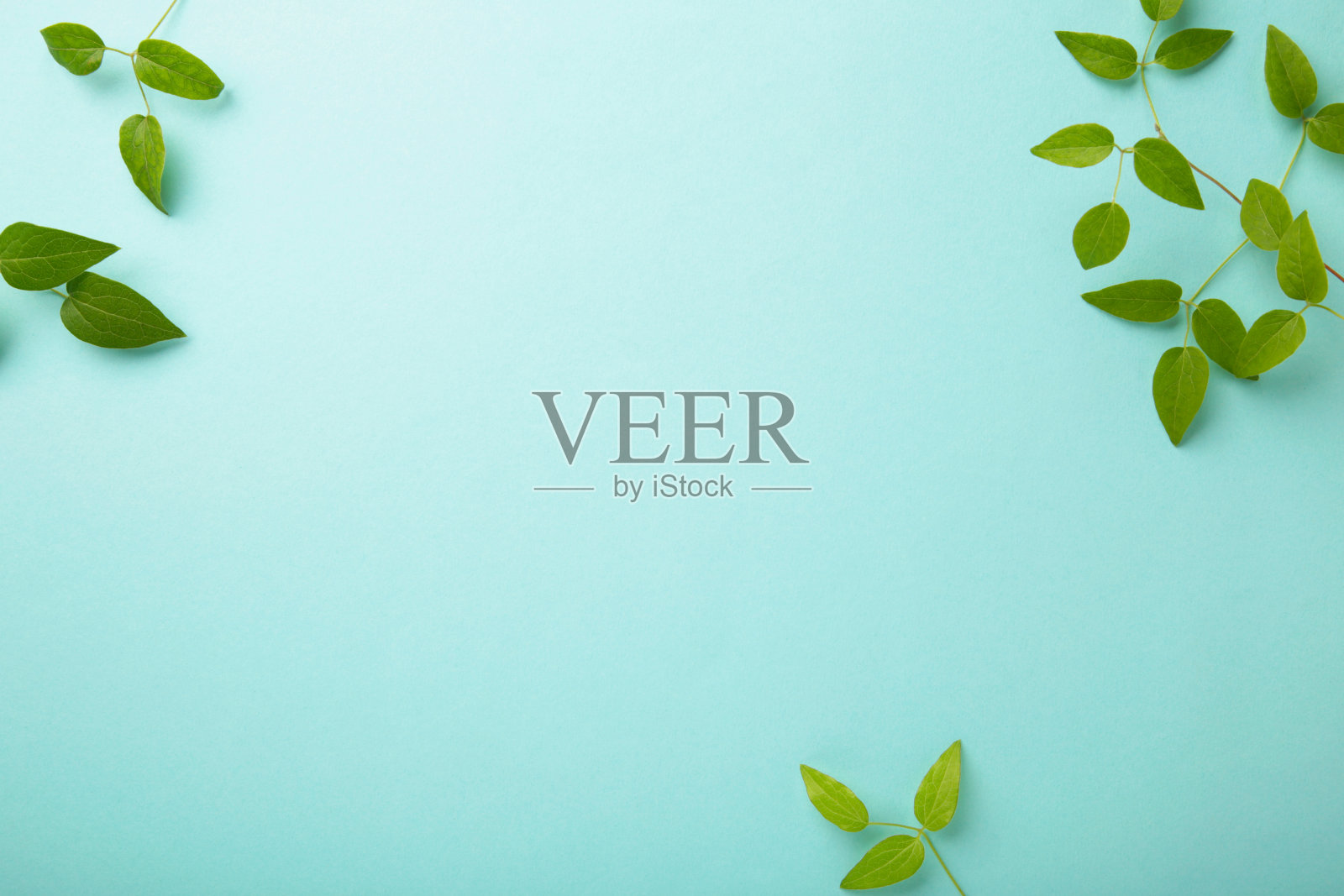 绿色叶子在蓝色背景与复制空间。照片摄影图片