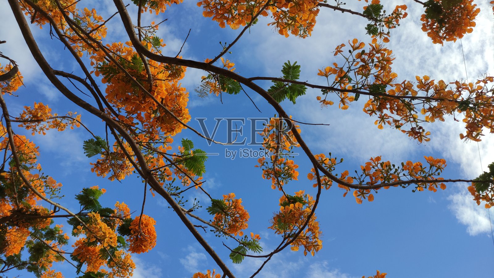 公园里的黄色凤凰花照片摄影图片