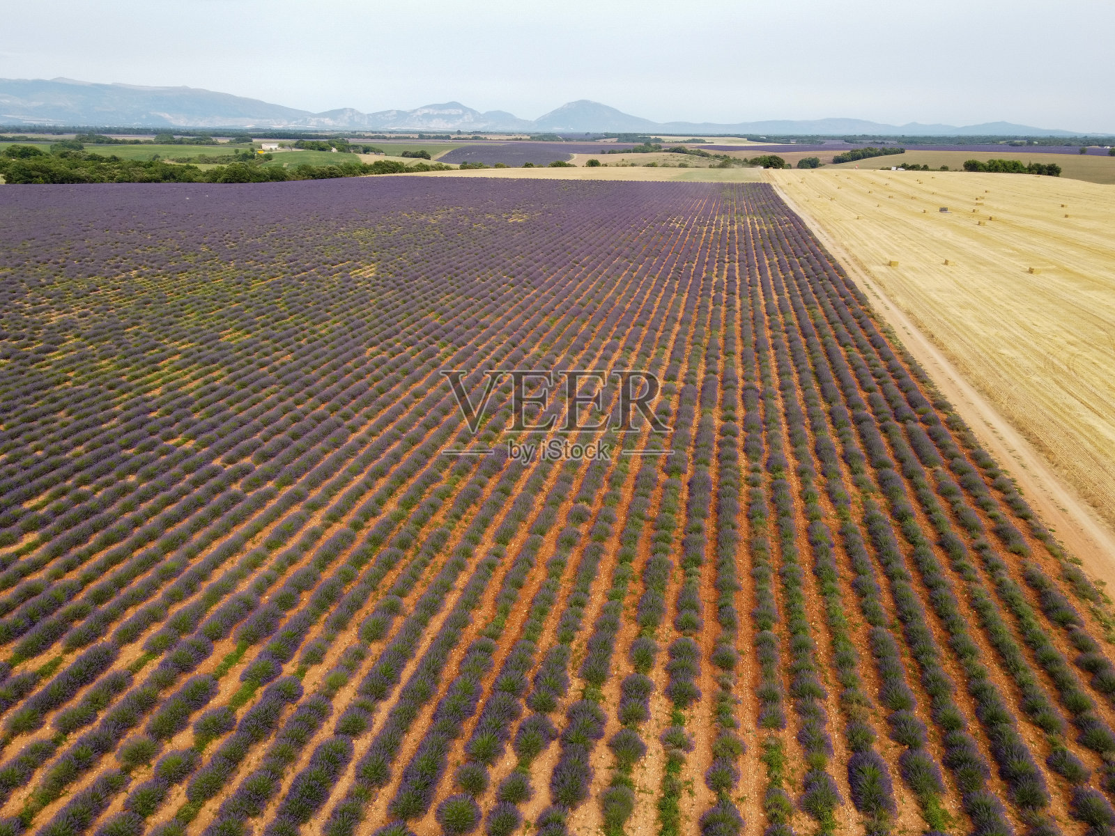 法国南部的旅游胜地,从空中俯瞰7月在瓦朗索高原上盛开的五颜六色的薰衣草和薰衣草。照片摄影图片