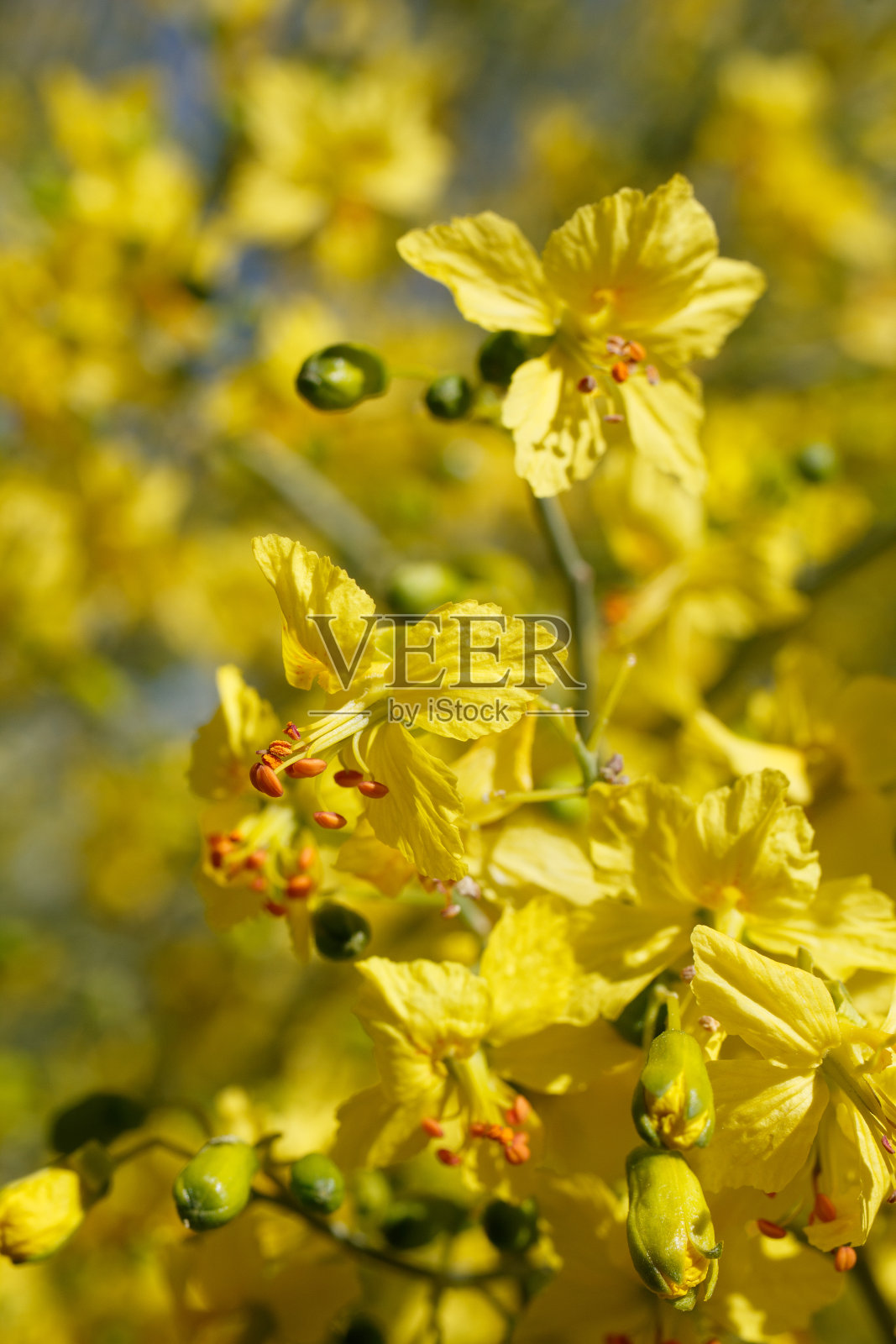 佛罗里达帕金森氏花-二十九棕榈树- 043021c照片摄影图片