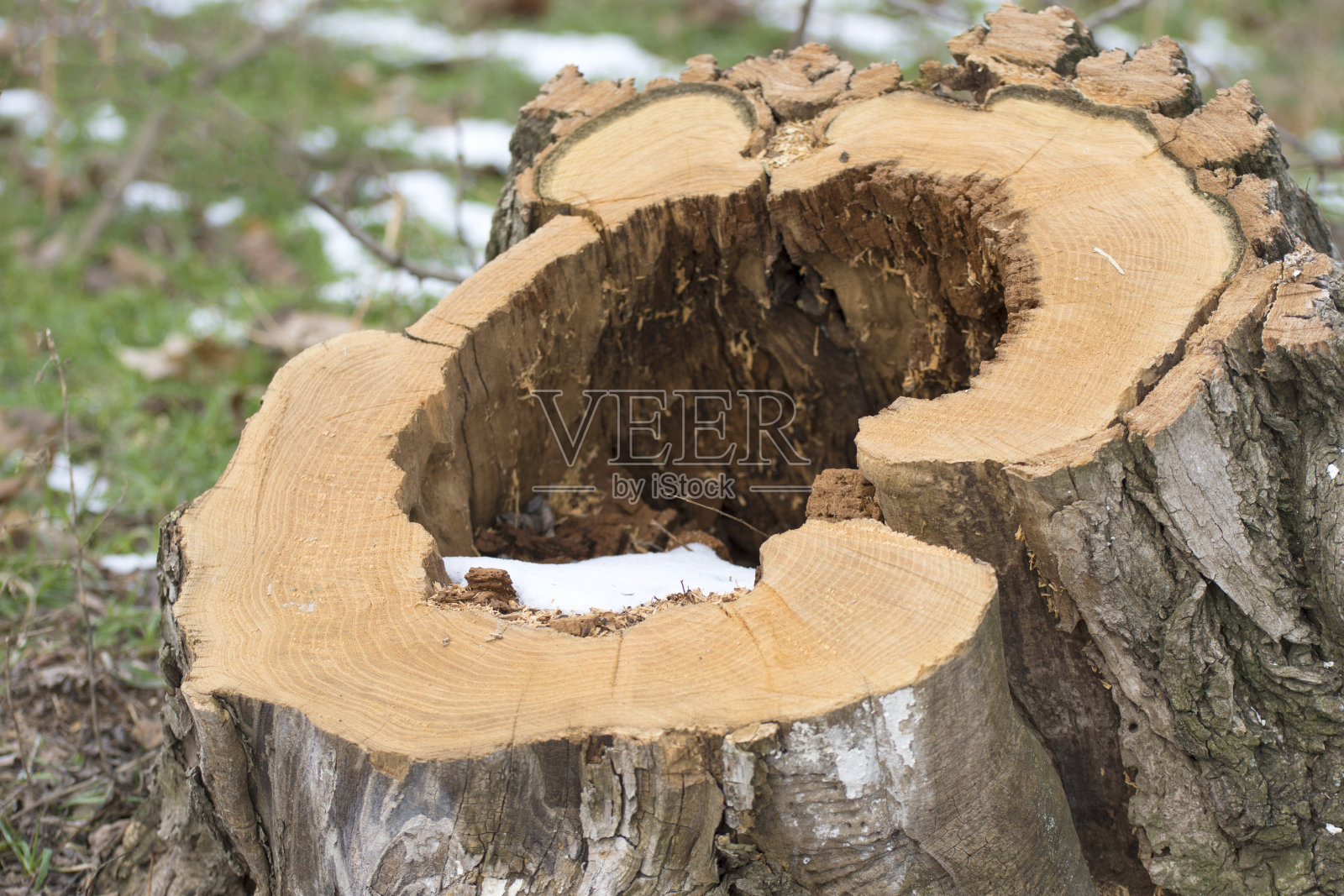 横一棵老树,树桩。森林砍伐,森林砍伐。照片摄影图片