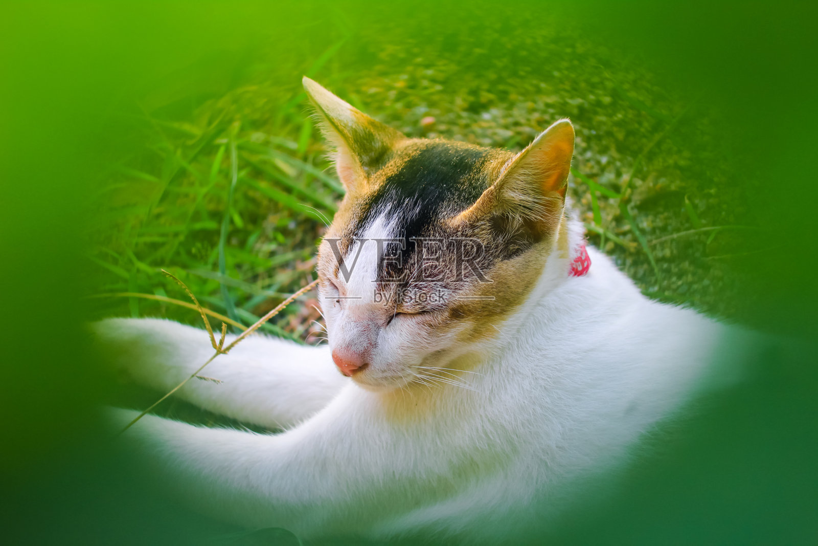 有趣的动物摄影,白猫舒适的睡觉。睡美人白猫的特写。可爱的小猫睡觉。照片摄影图片