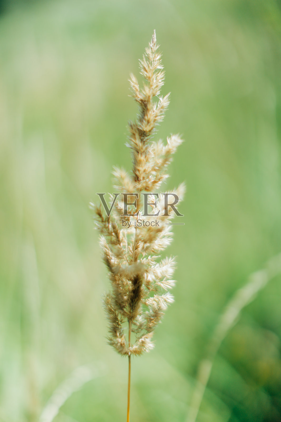 夏季绿色抽象背景,模糊模糊,对焦柔和照片摄影图片