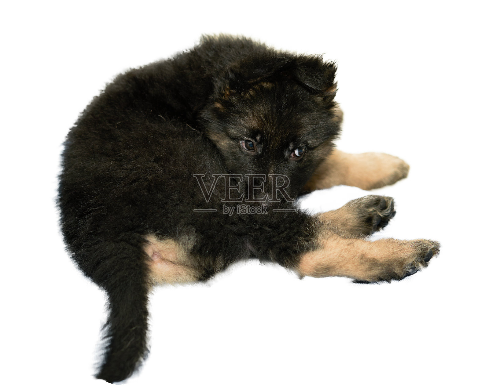 一只摆着甜甜圈姿势的狗狗,在白色的狗身上得不到主人的关注照片摄影图片