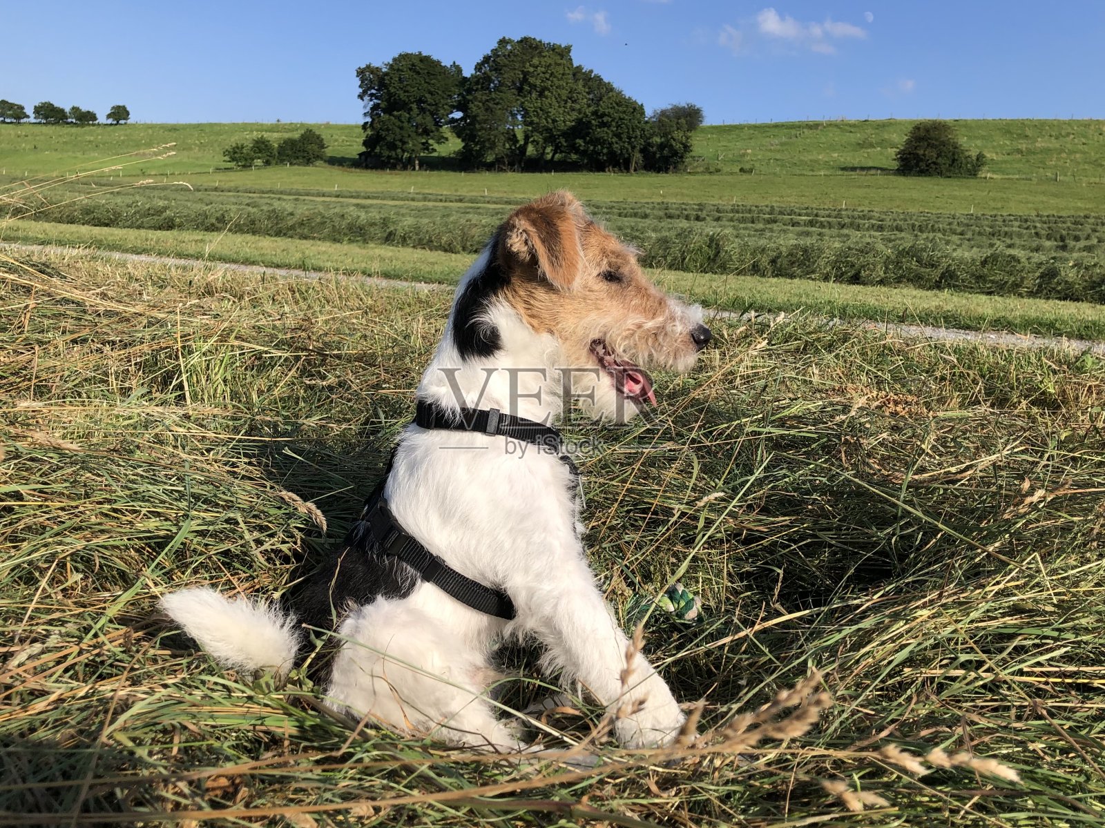 蓝天碧草,还有一只坐着的狗照片摄影图片