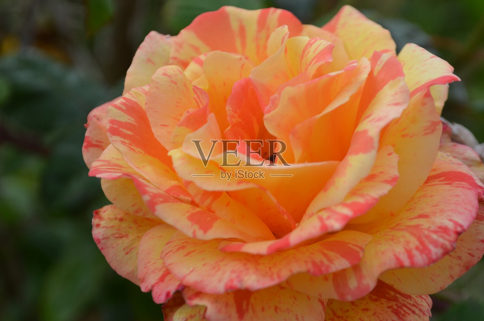 乌森特玫瑰照片摄影图片