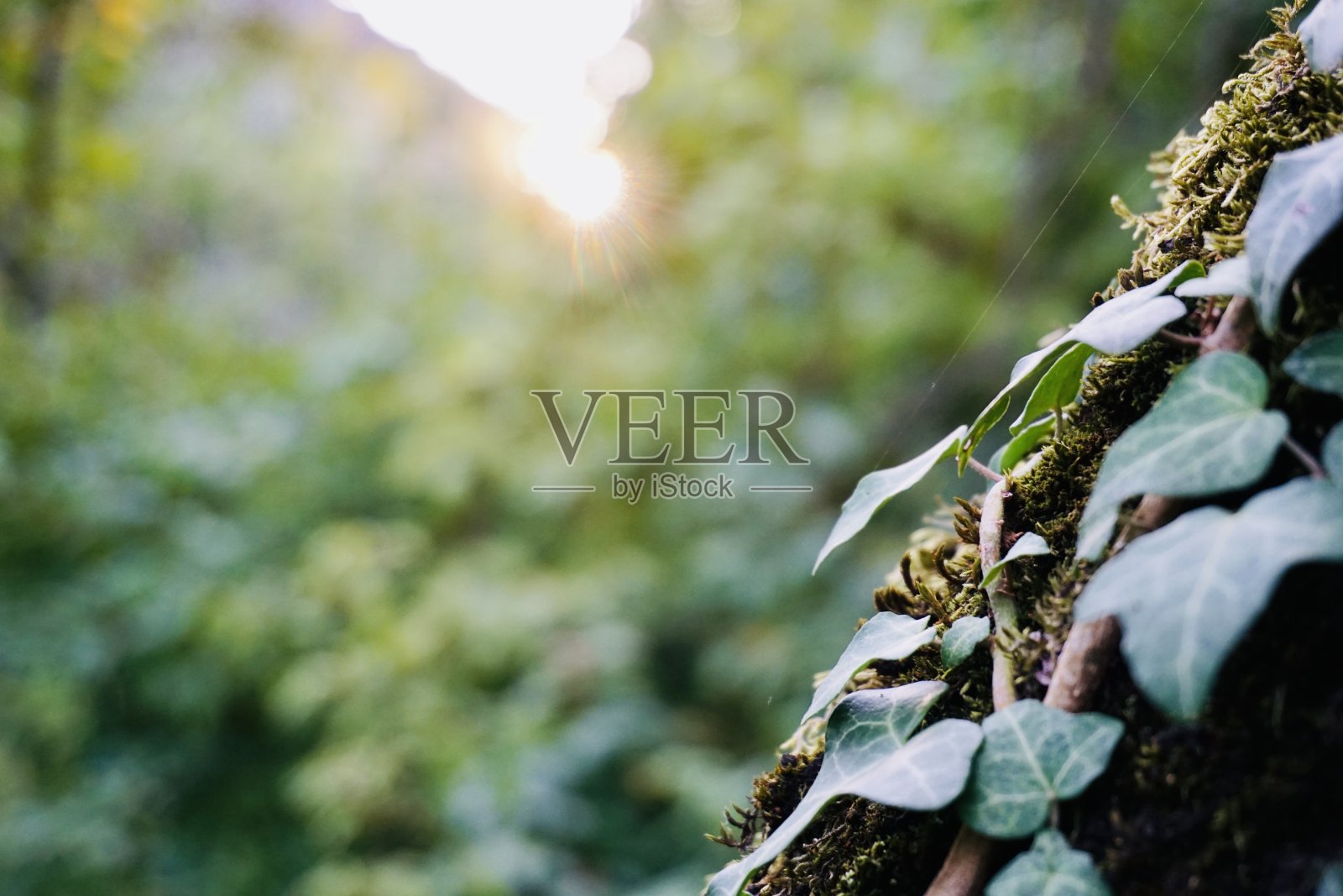 美丽的夏秋花园自然背景摄影照片摄影图片