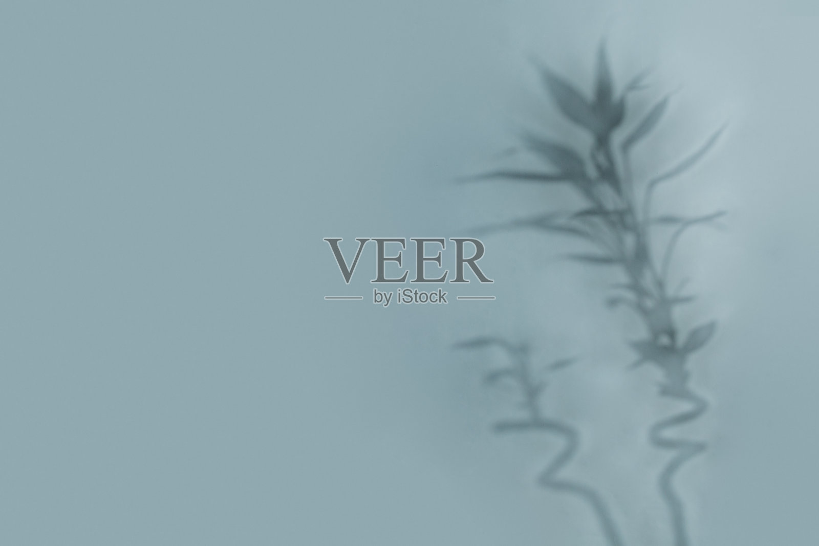 浅蓝色背景下的竹子盆栽与叶子的柔和阴影照片摄影图片