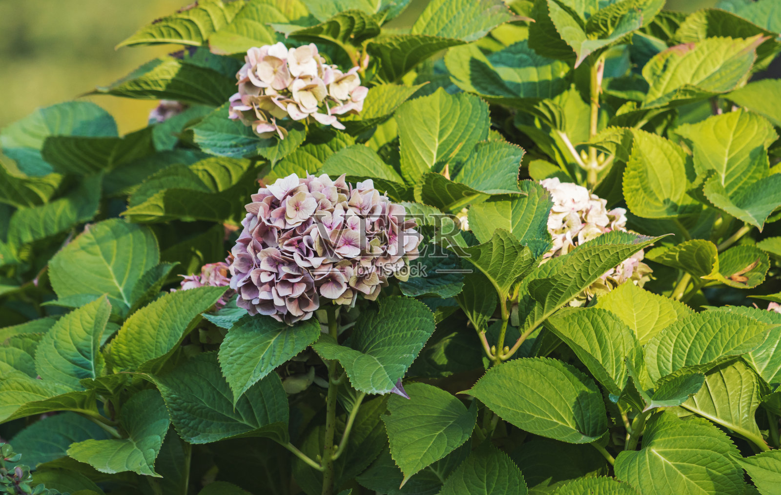 绣球花在绿叶间照片摄影图片