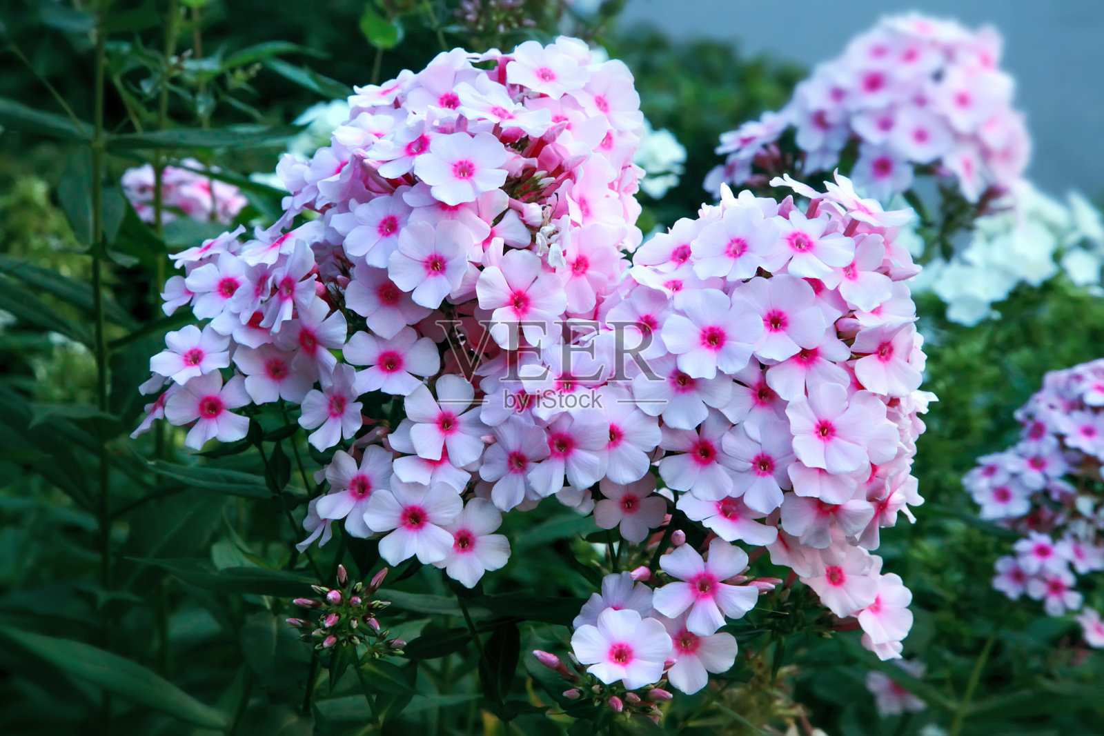 花园夹竹桃,鲜艳的夏季花朵。照片摄影图片