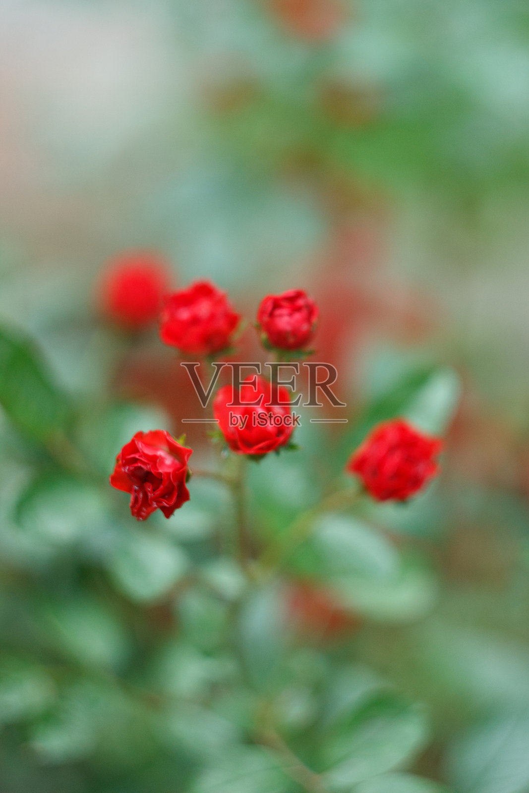 夏日的小红玫瑰,依偎在一起照片摄影图片