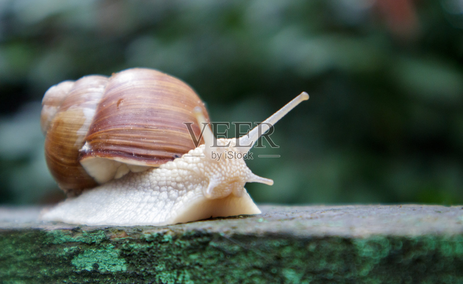 有条纹壳的花园爬行的大蜗牛。有棕色条纹外壳的白色大软体动物。夏日的花园里。勃艮第,罗马蜗牛模糊的背景。螺旋promatia照片摄影图片