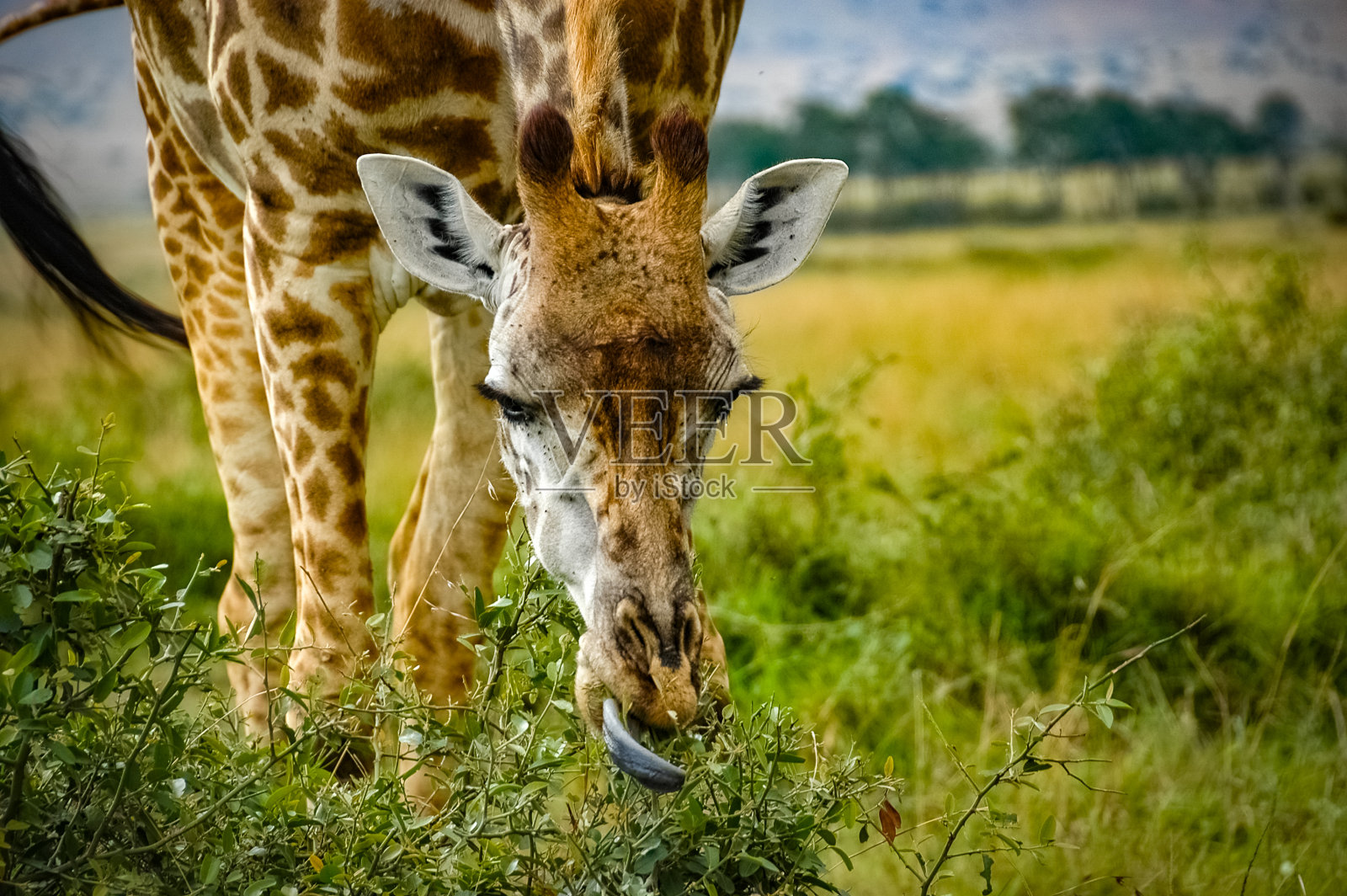 长颈鹿在非洲肯尼亚漫游照片摄影图片