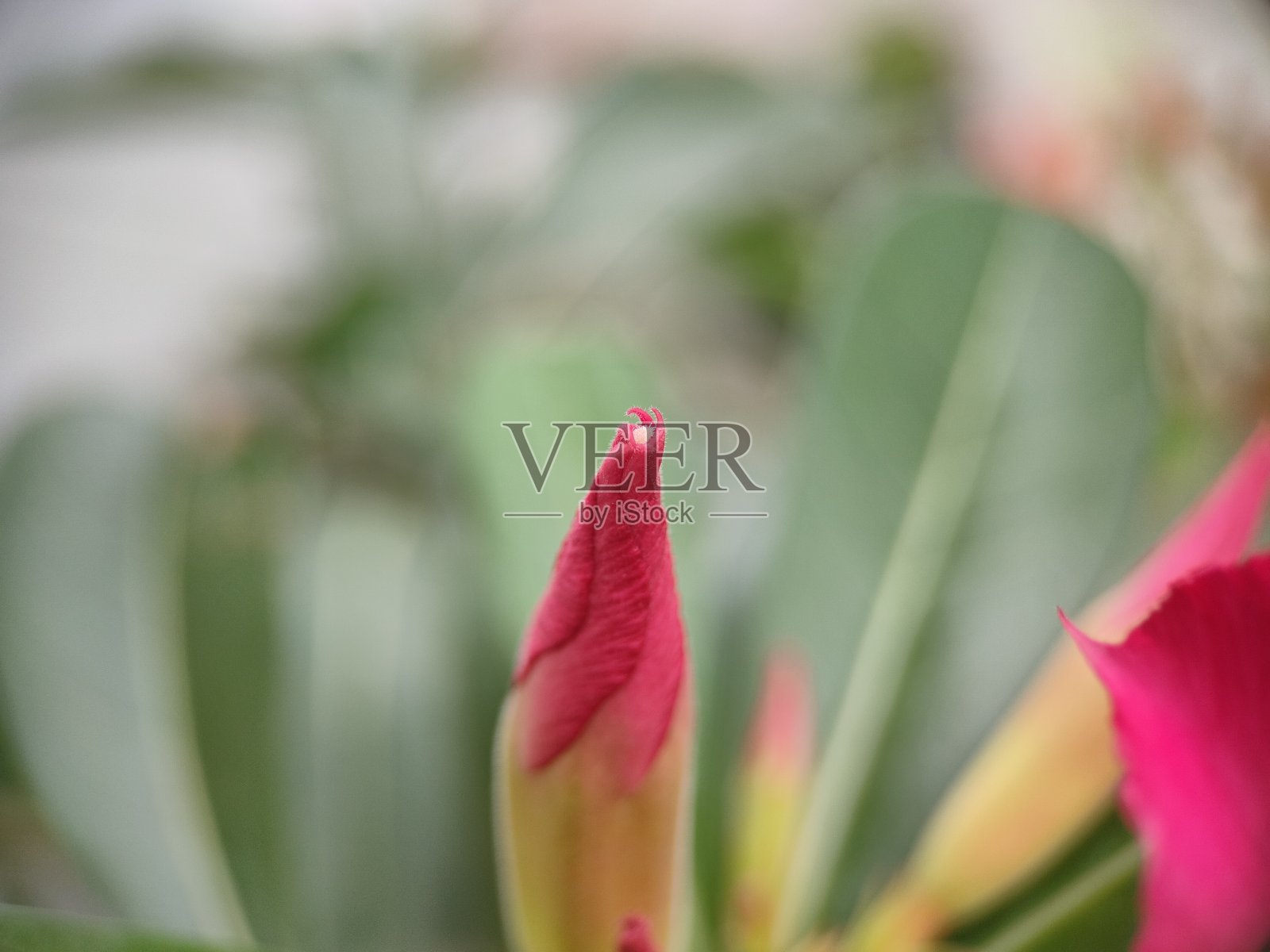 花园里的花很漂亮照片摄影图片