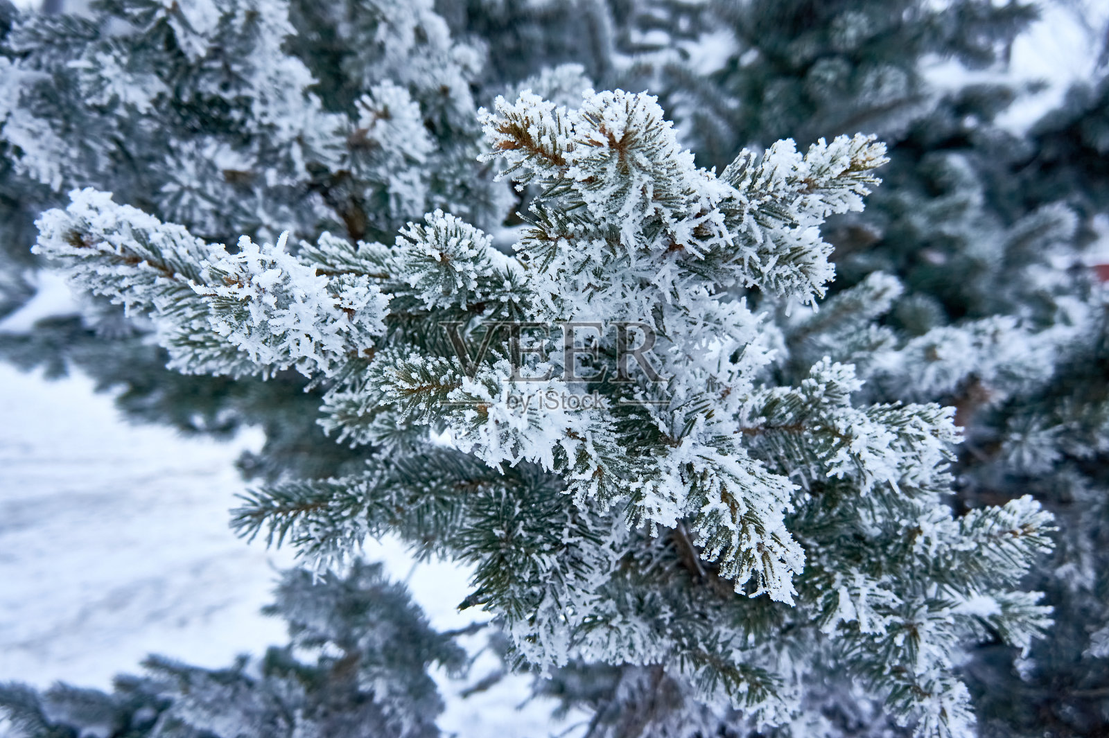 云杉的树枝在冬天的背景下,白色的雪。照片摄影图片