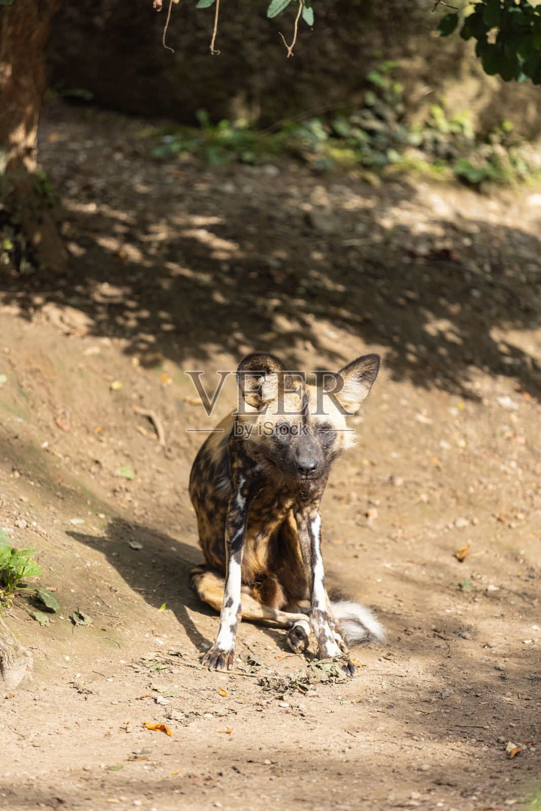 神奇的野狗在地上冷却并清洁自己。精彩的野狗在一起玩耍,在大自然中寻找食物。照片摄影图片
