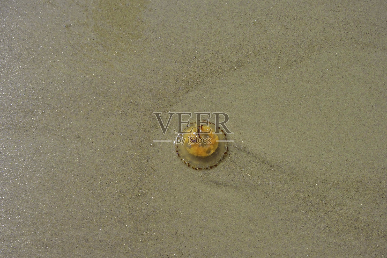 海滩上的红色水母照片摄影图片