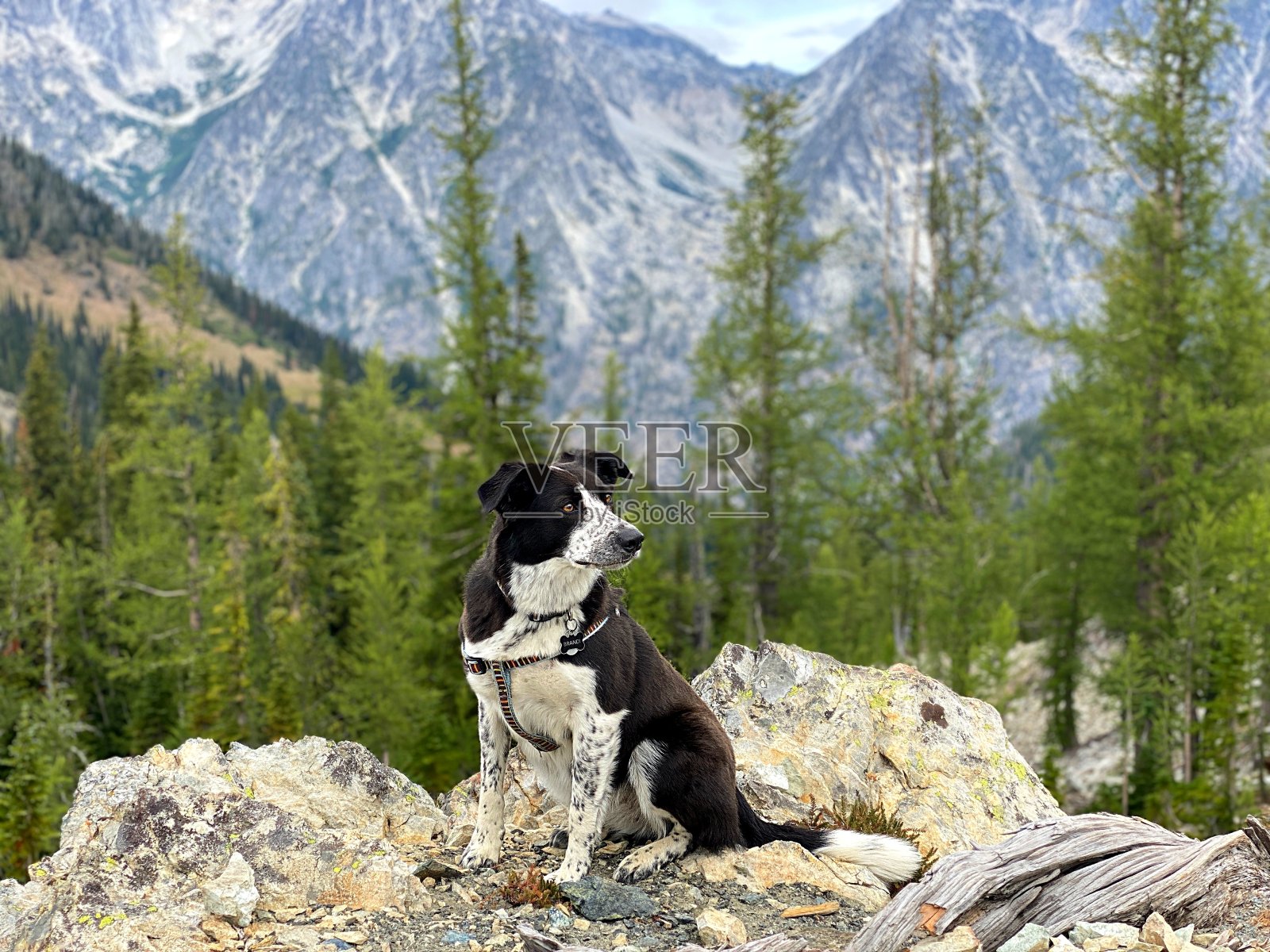 边境牧羊犬准备好了照片摄影图片
