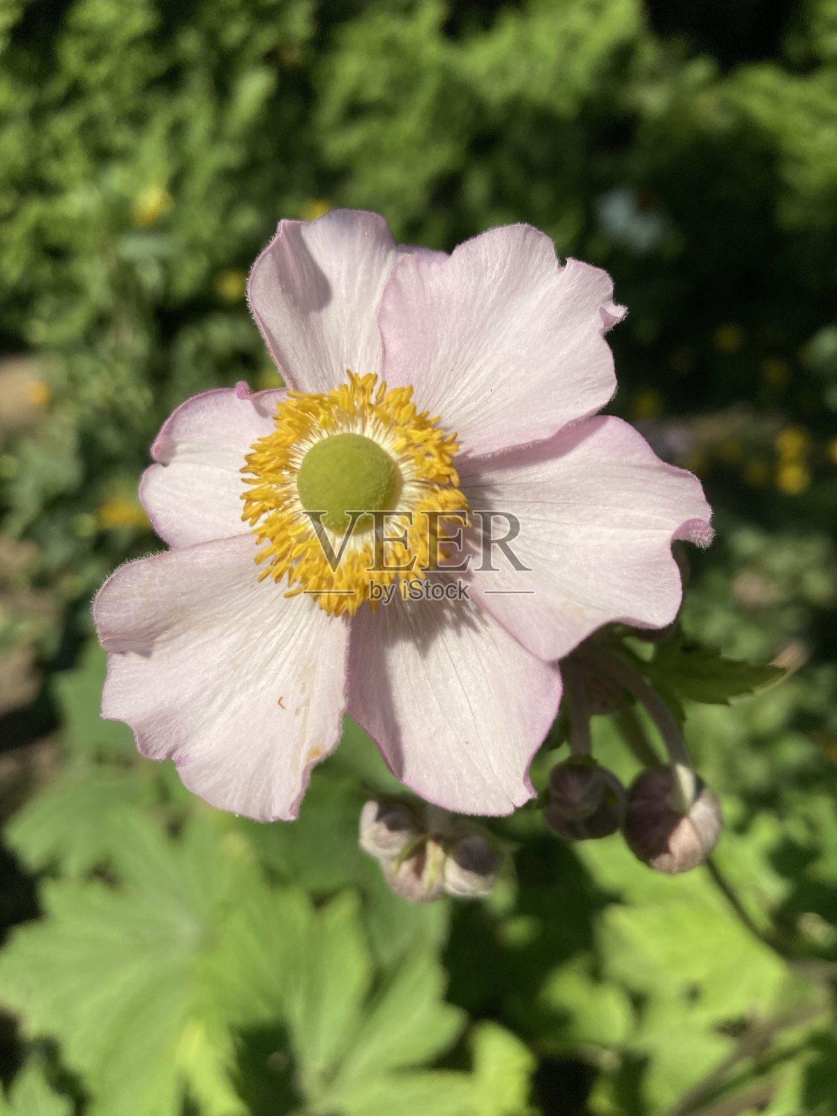 埃里奥卡皮泰拉胡佩亨西斯 - 日本海葵照片摄影图片