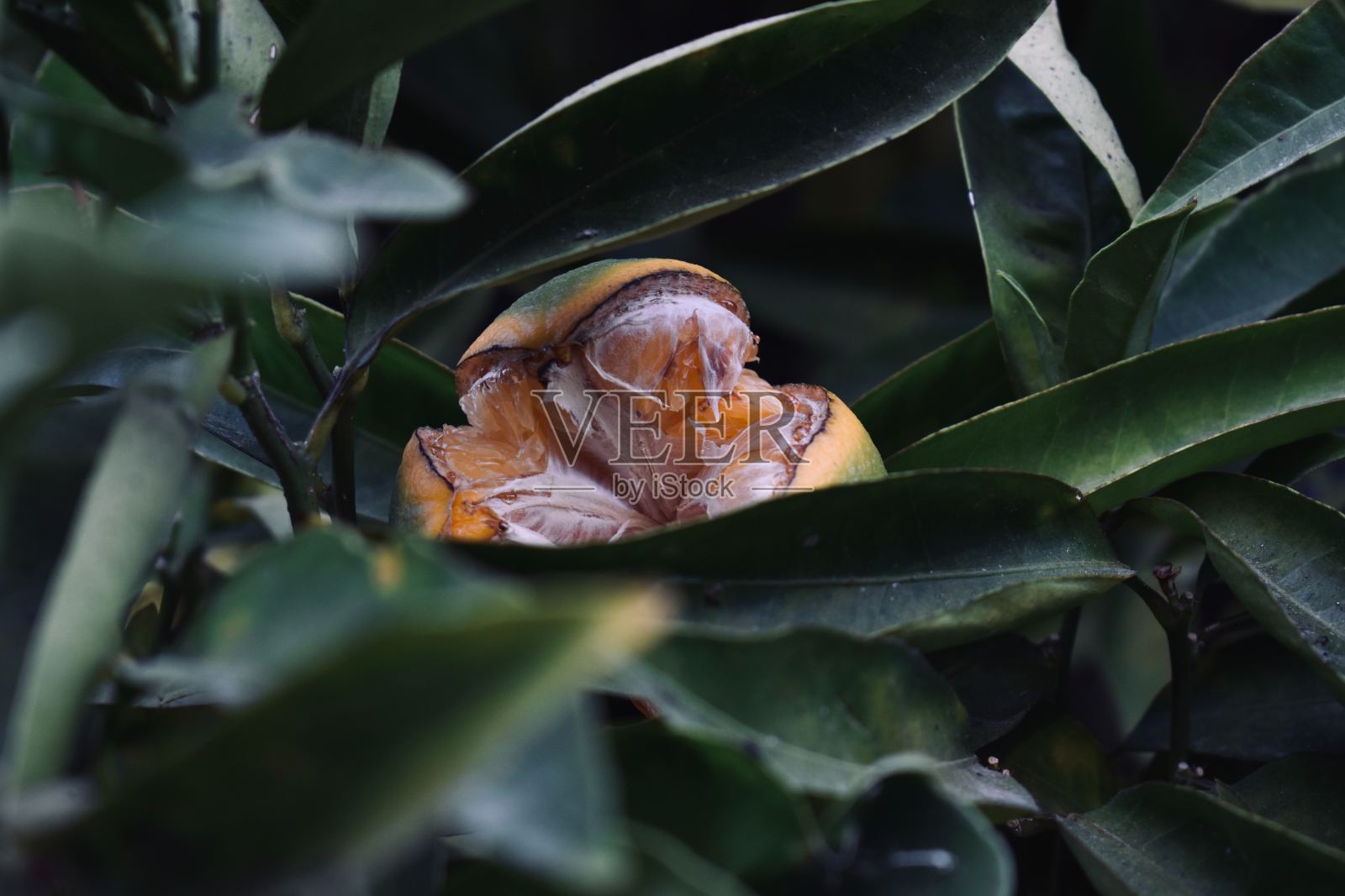 柠檬柑橘类的水果照片摄影图片