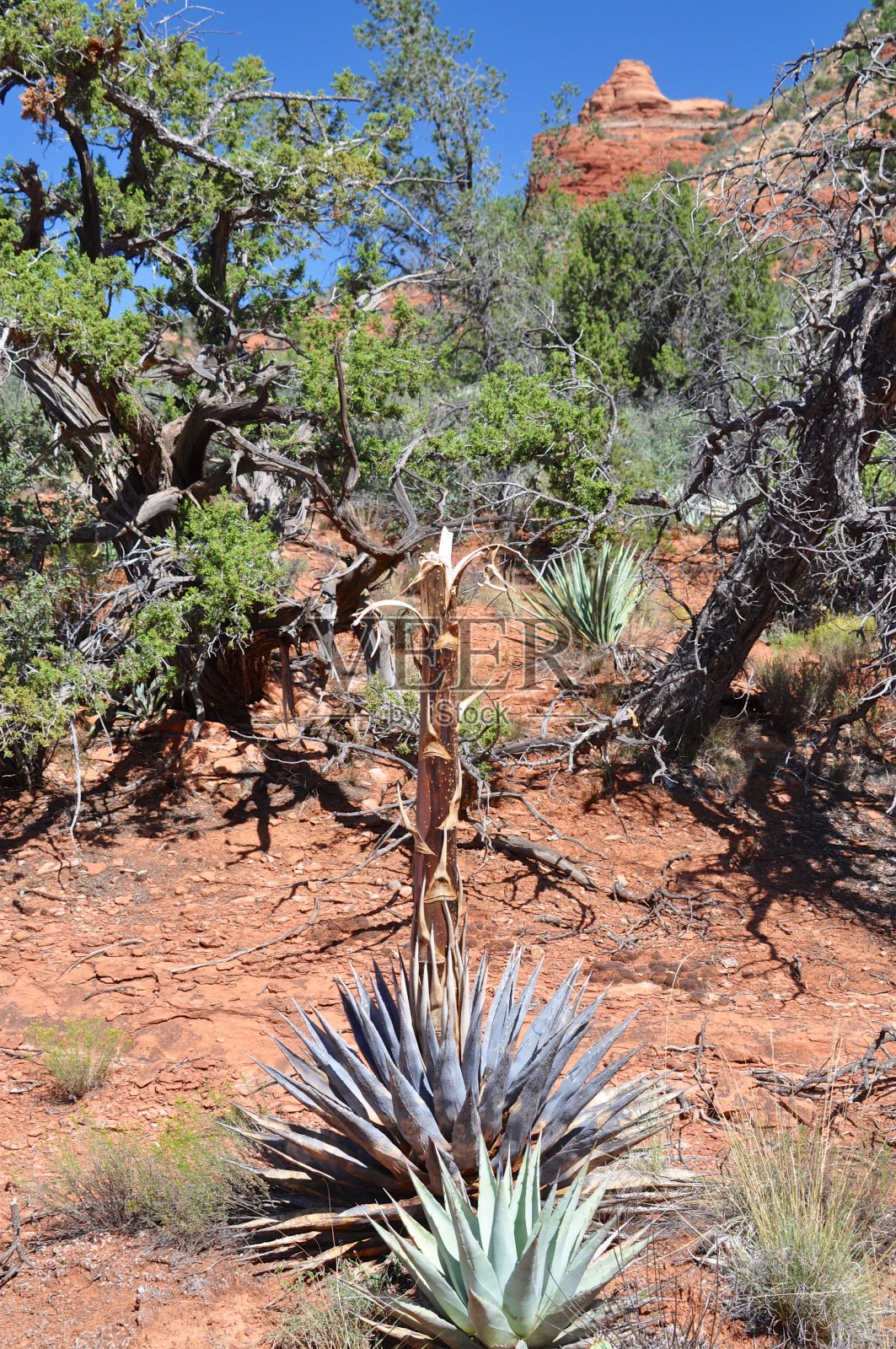 塞多纳亚利桑那州照片摄影图片