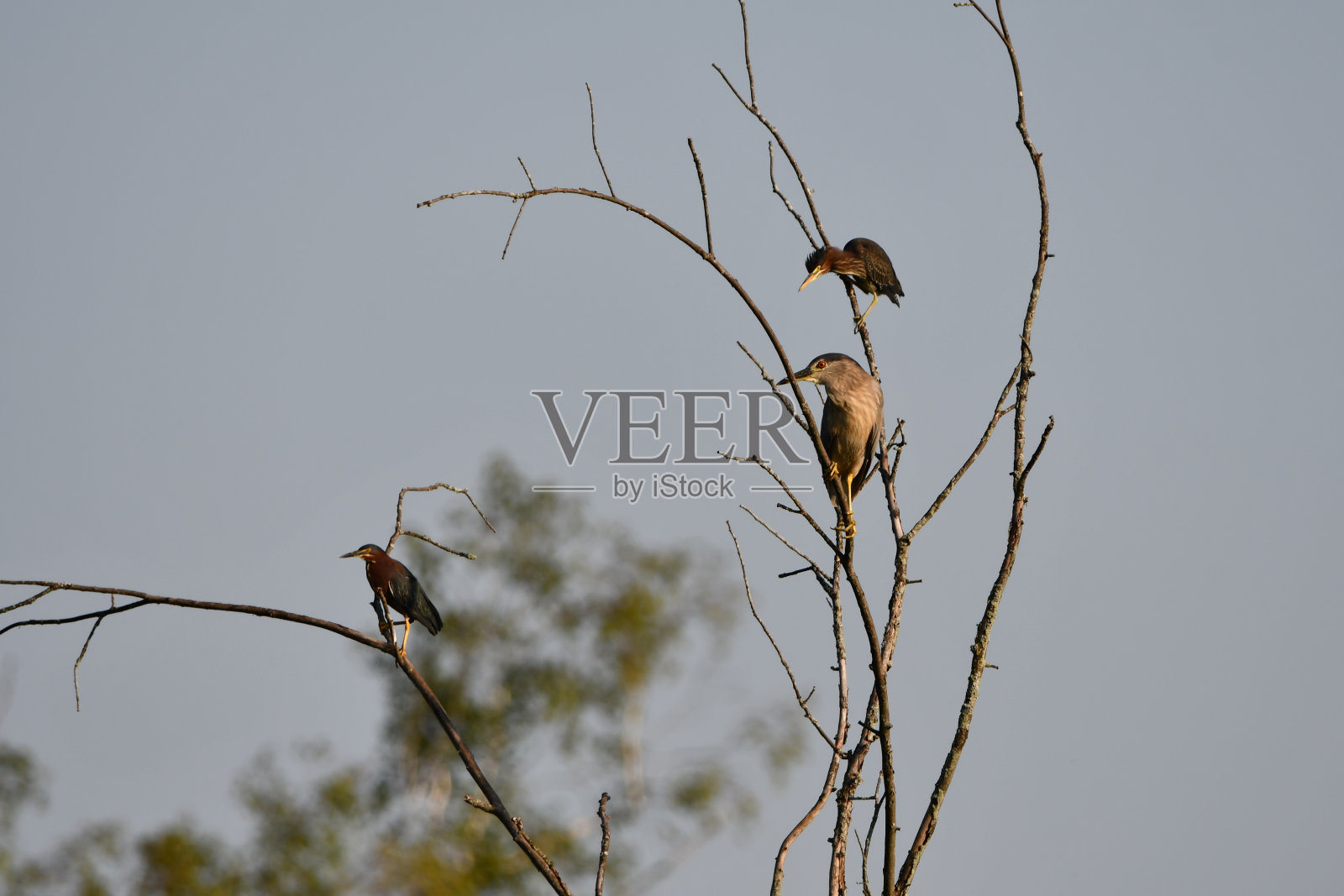 绿鹭和黑冠夜鹭照片摄影图片