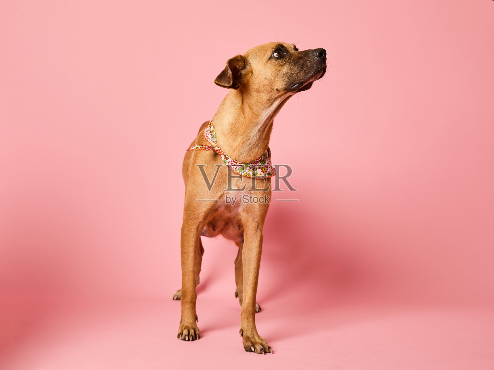 狗专注地看着一边孤立的粉红色背景。水平的照片。照片摄影图片