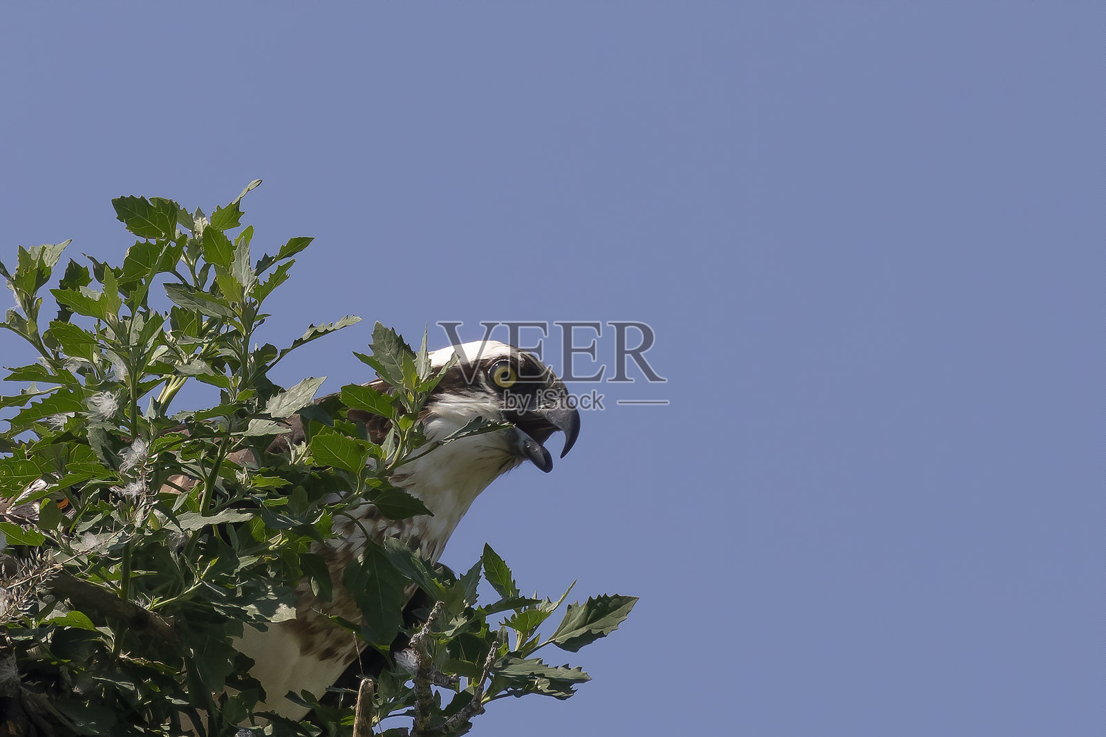 巢中的西方鱼鹰(Pandion haaliaetus)。照片摄影图片