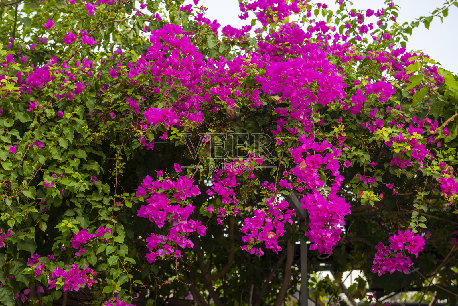 来自Oludeniz的九重葛花。照片摄影图片