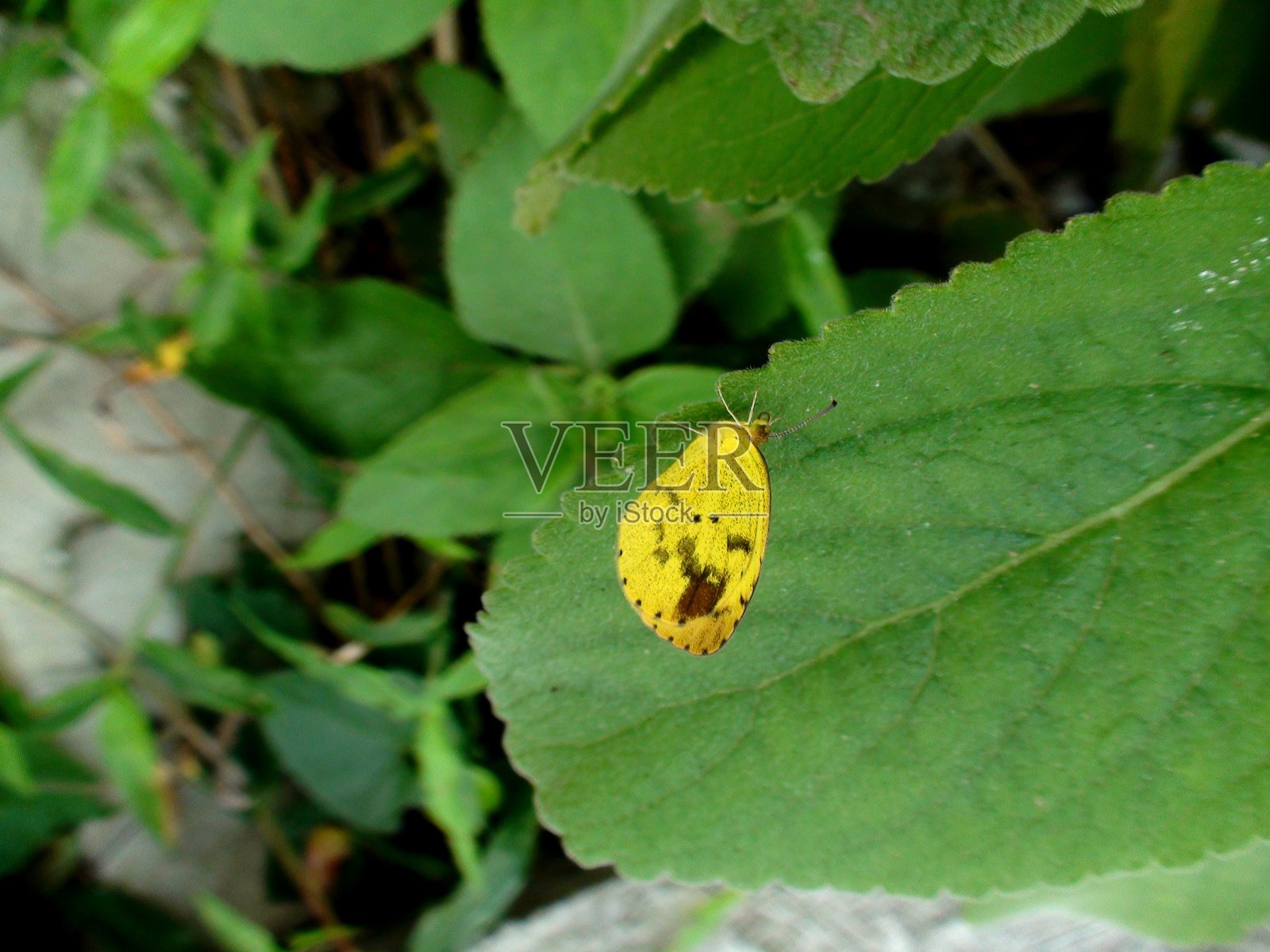 蝴蝶昆虫-蝴蝶纲照片摄影图片