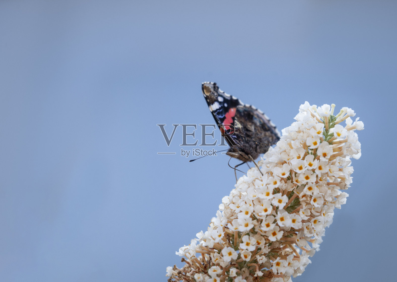 红上将瓦妮莎,亚特兰大在机翼下照片摄影图片