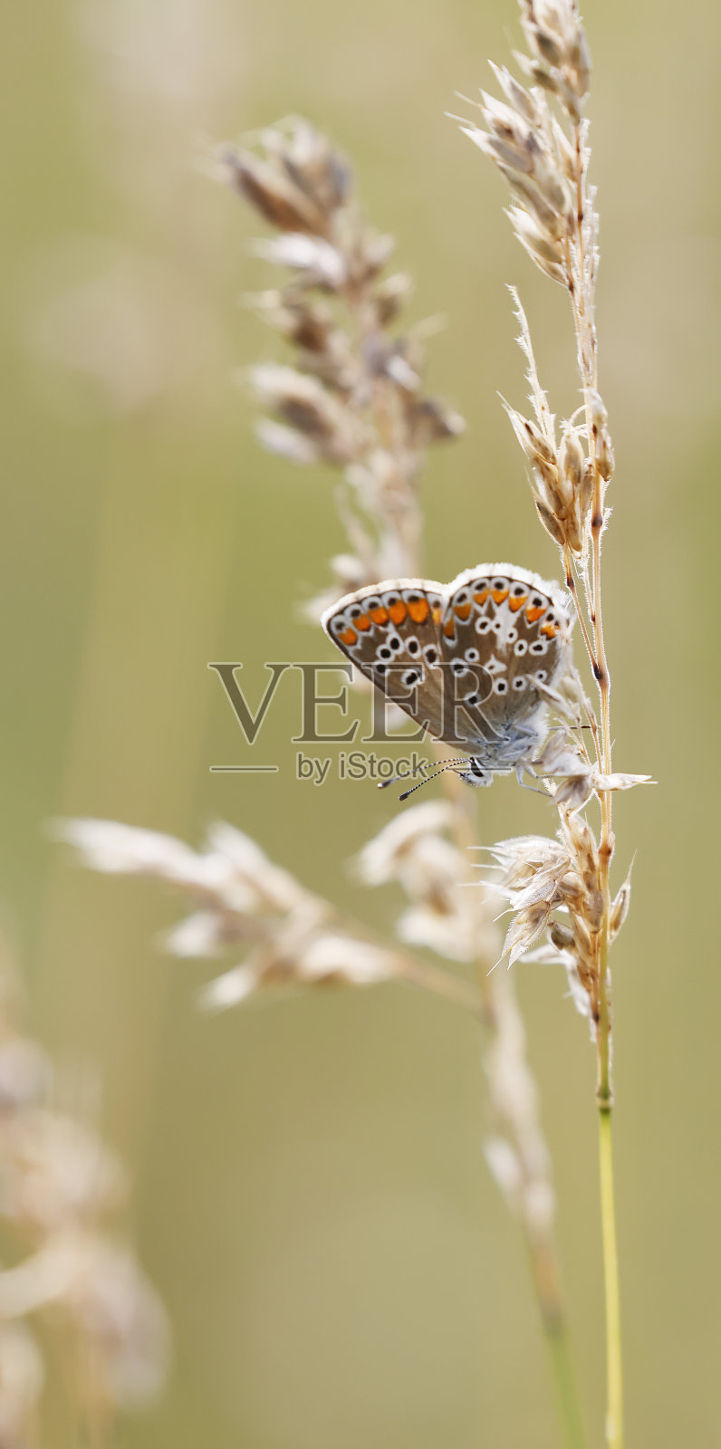 普通蓝蝴蝶照片摄影图片