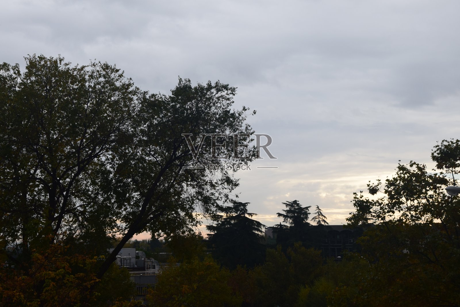 树木遮着天空照片摄影图片