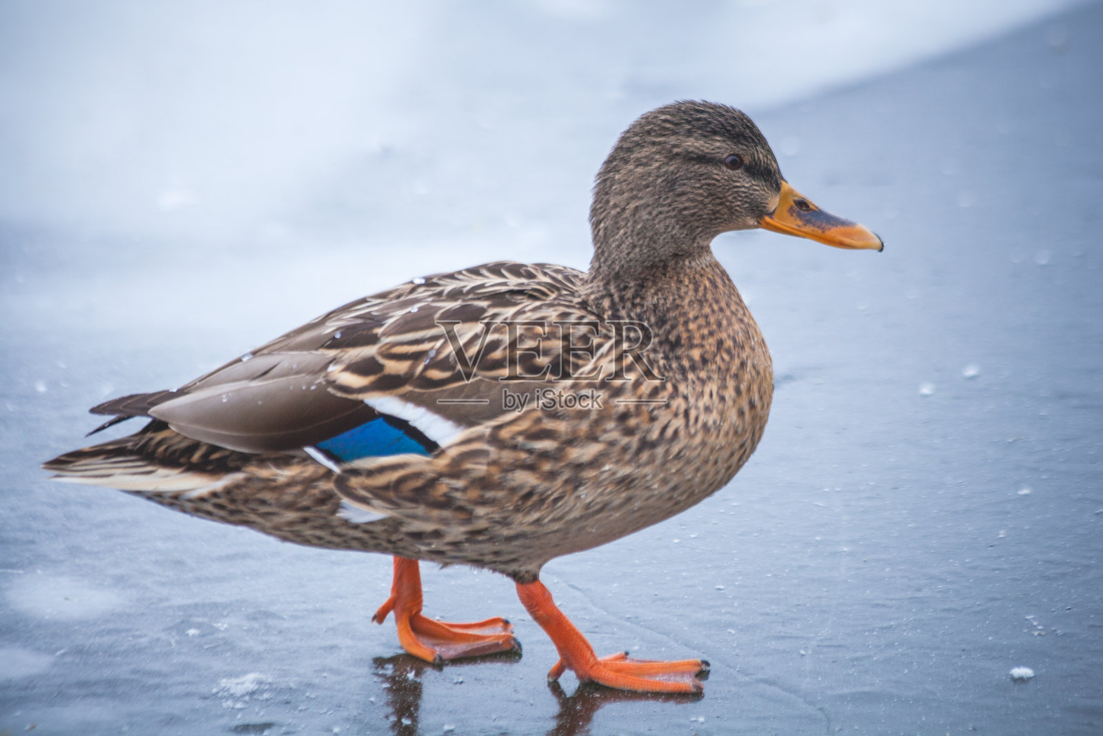 把鸭子放在冰块上。冬天的Seddinseel,靠近柏林的冰雪照片摄影图片
