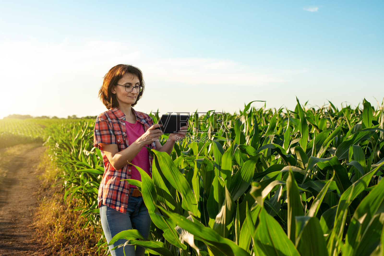 乌克兰中年白人女性农场工人在玉米地里使用平板电脑照片摄影图片