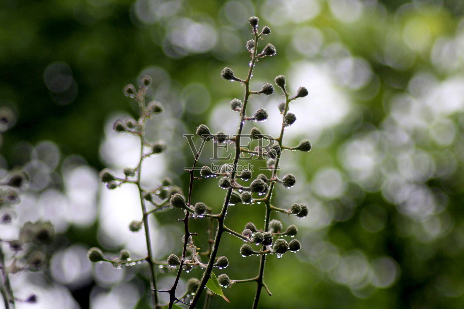 植物上的雨滴照片摄影图片