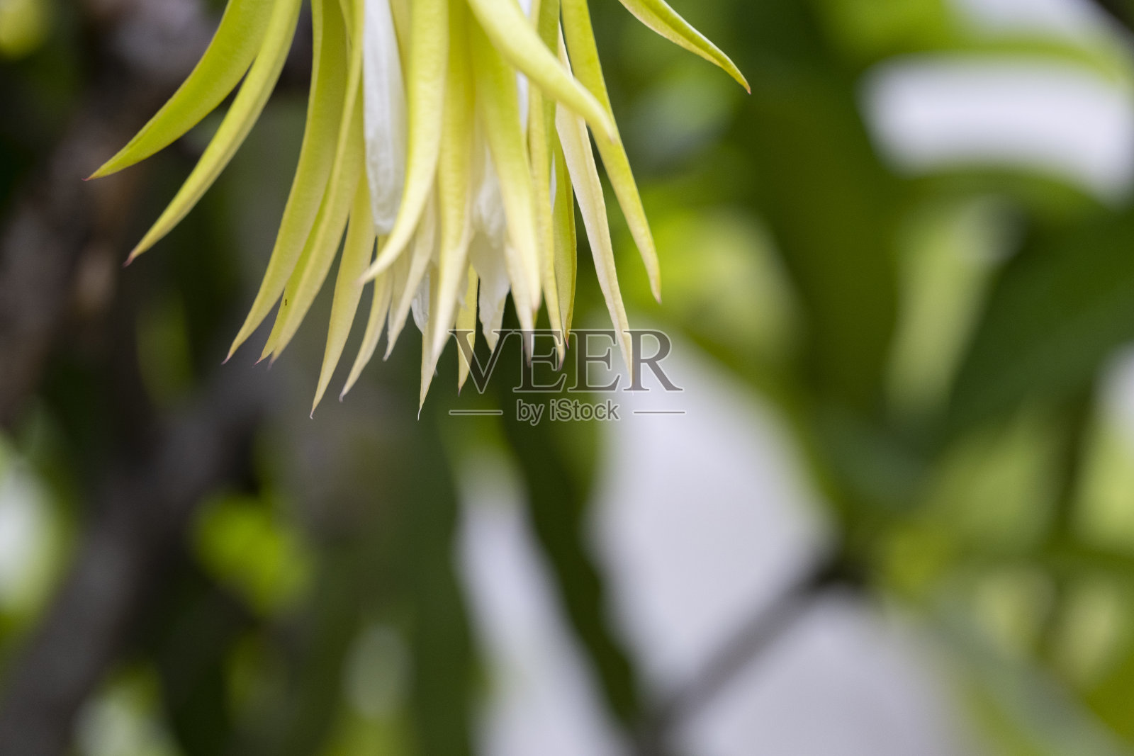 新鲜的绿色和白色的花朵盛开的龙果挂在树枝上生长。泰国花园中的热带甜水果。照片摄影图片