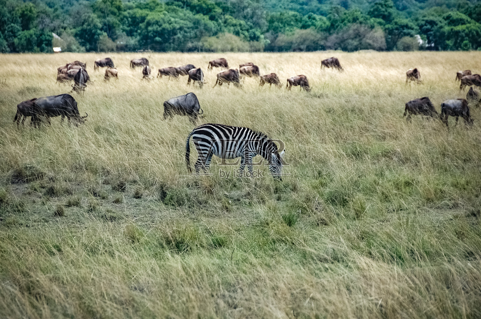 肯尼亚荒野上的斑马照片摄影图片